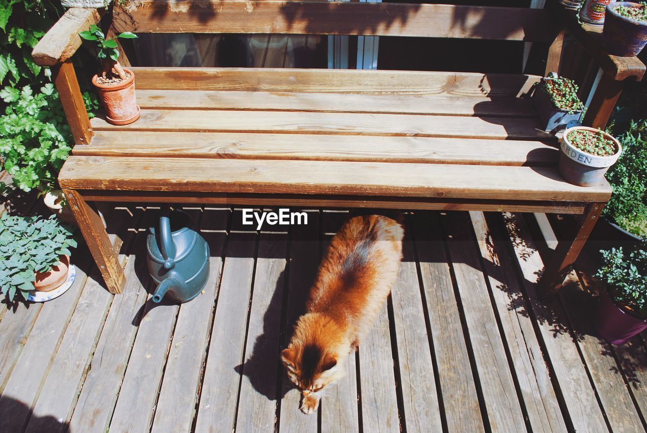 High angle view of cat by wooden bench