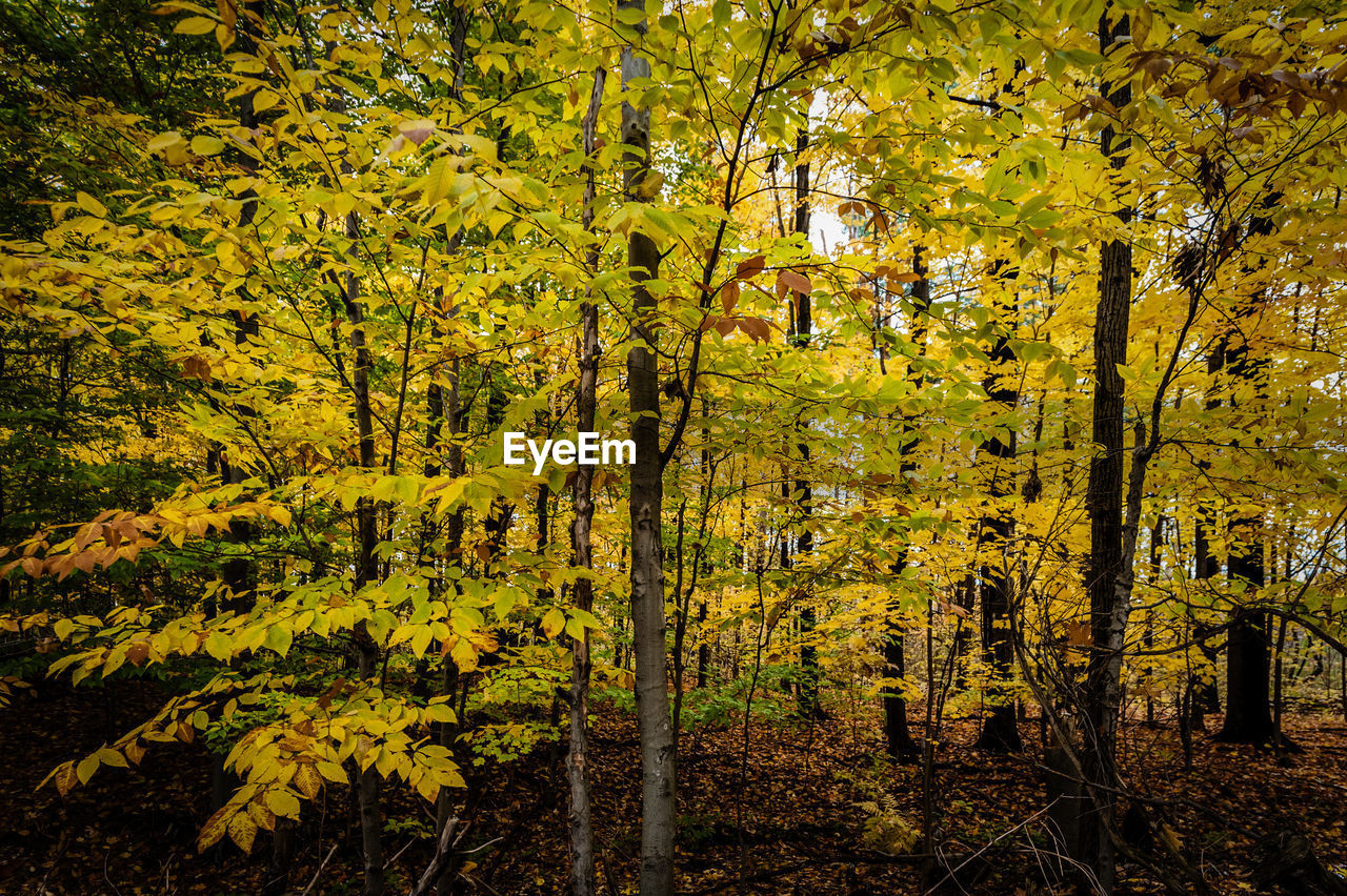 Full frame shot of trees in forest during autumn