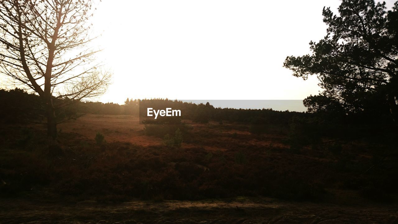 Silhouette trees on field against clear sky