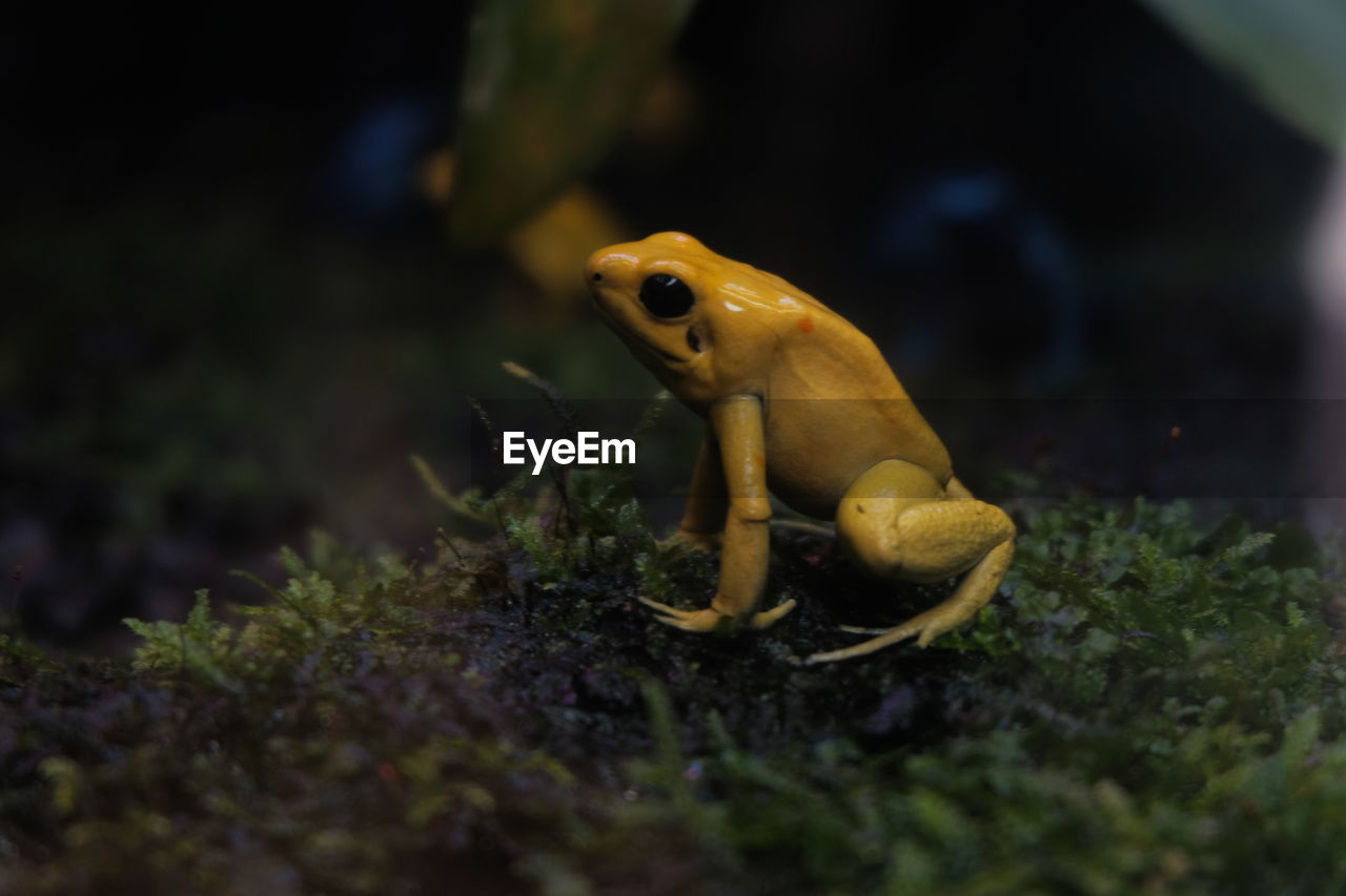 Close-up of frog in sea