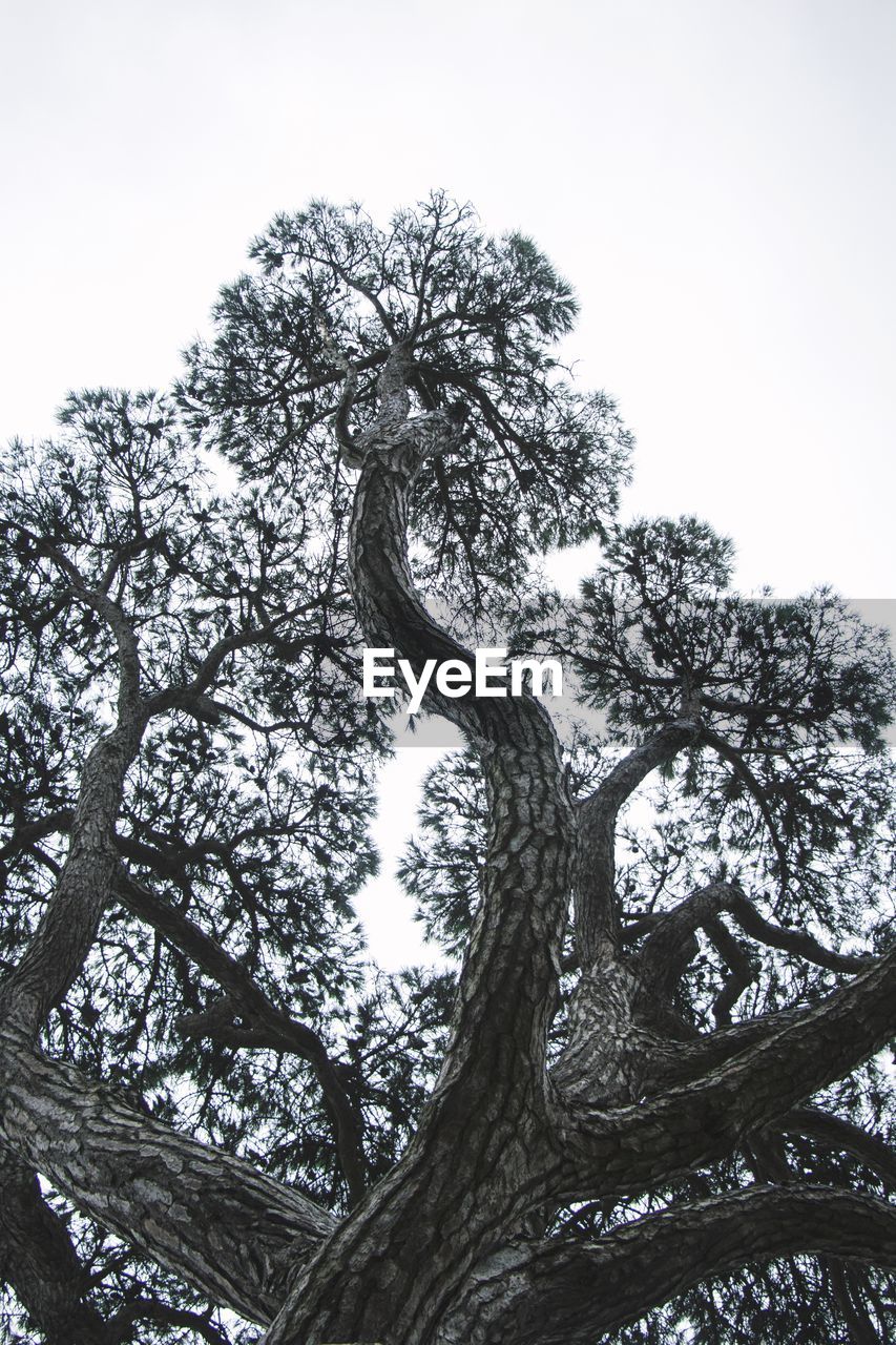 Low angle view of tree against sky