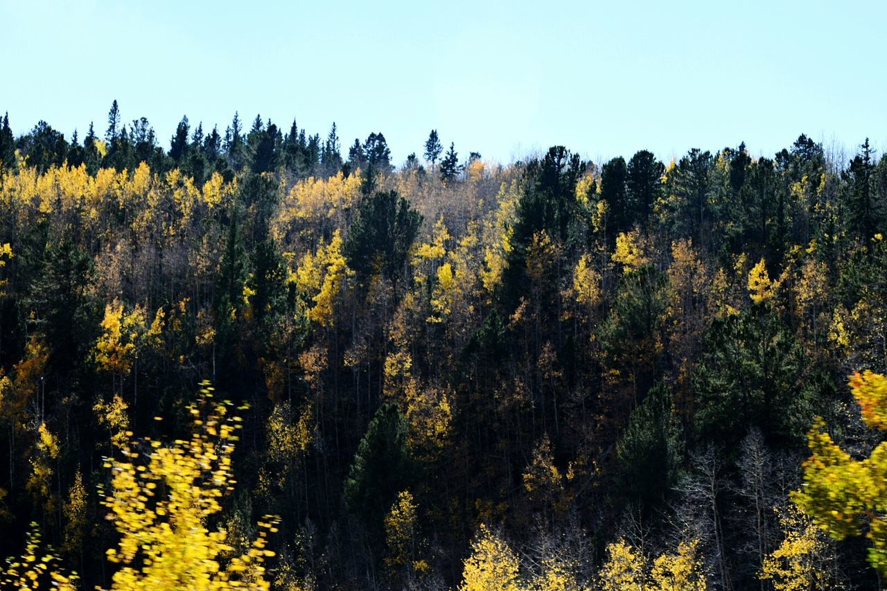 Scenic view of landscape against clear sky