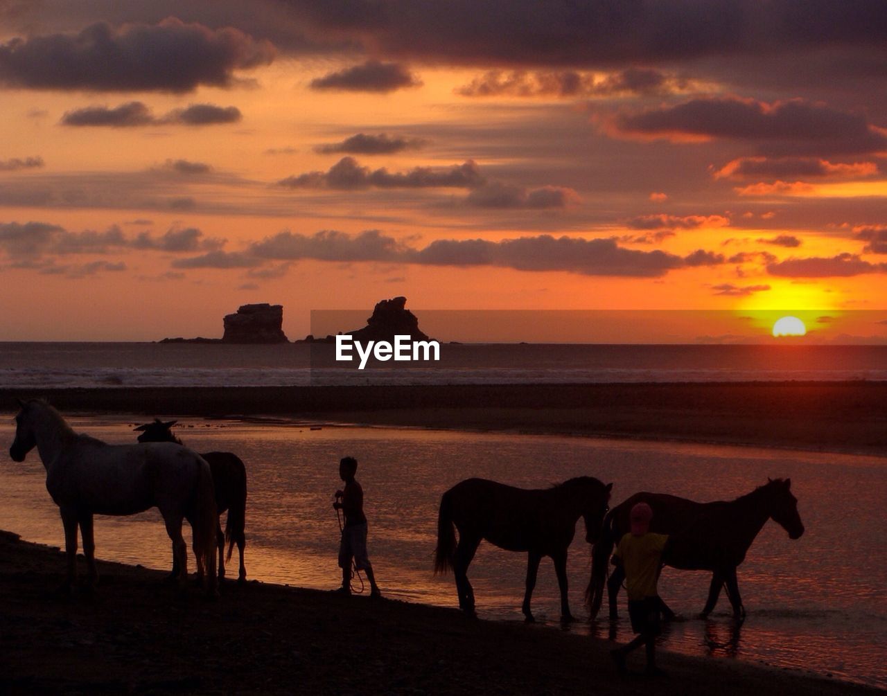 View of horses with boys on beach at sunset