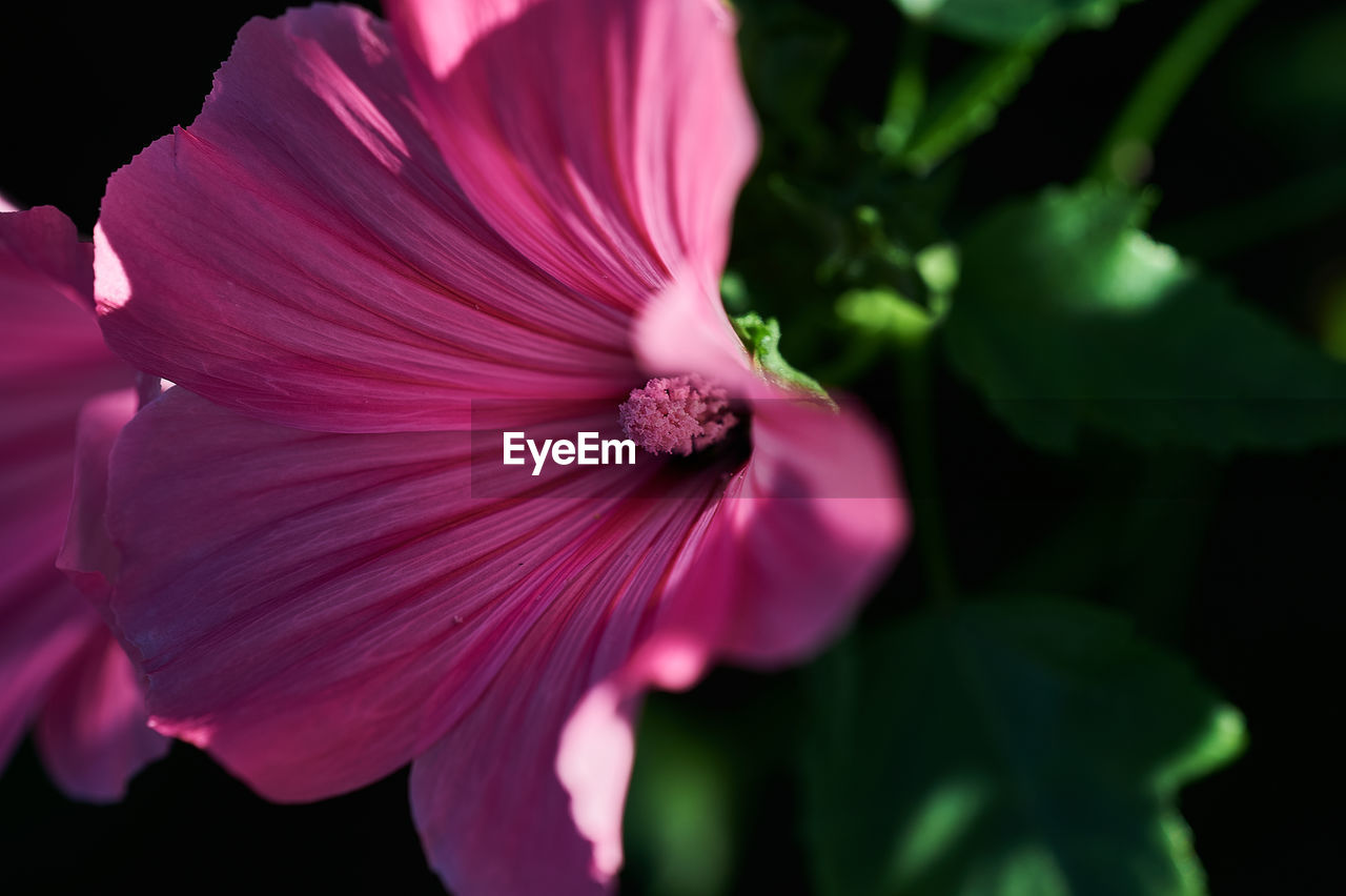 CLOSE-UP OF PINK HIBISCUS OUTDOORS