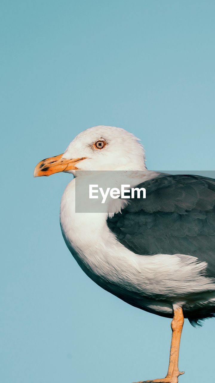 Low angle view of bird perching against clear sky