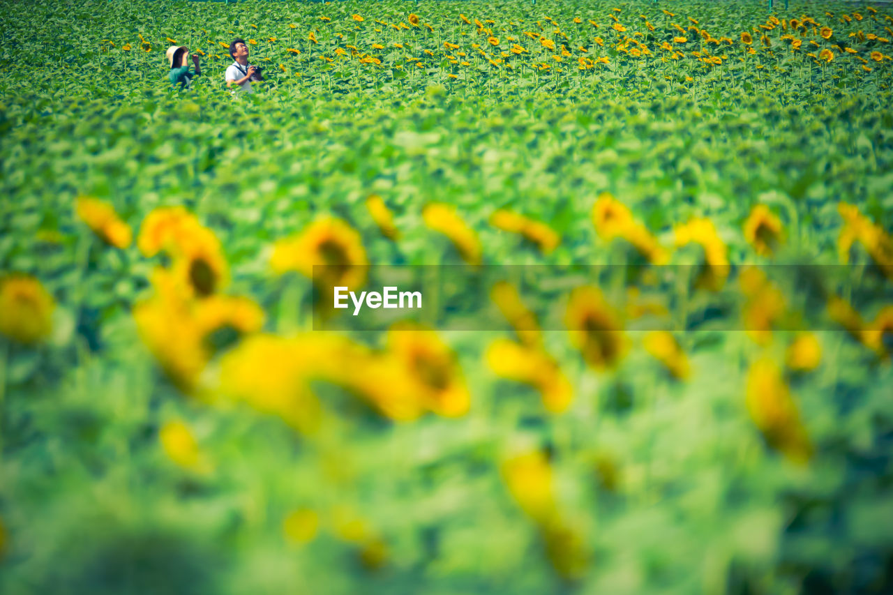 People photographing amidst sunflowers