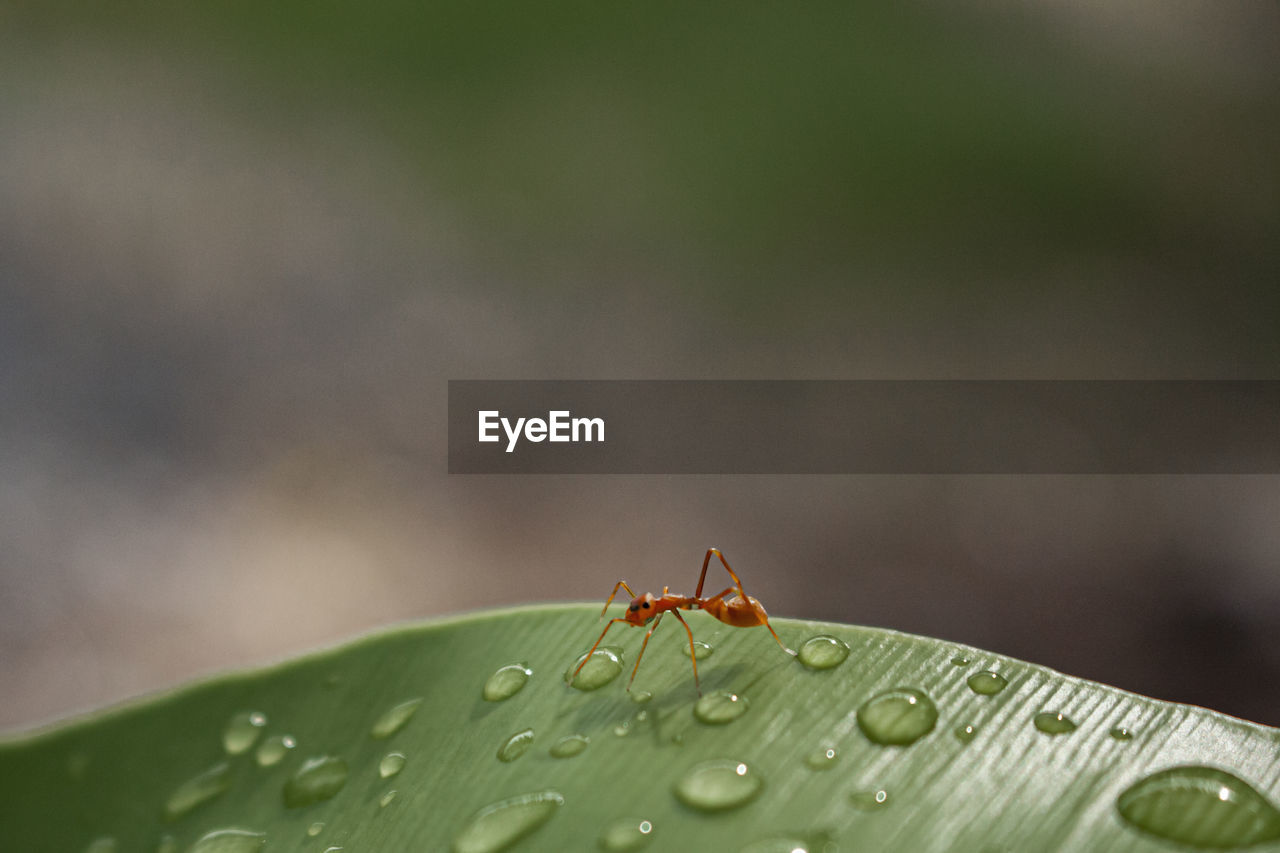 The close up of insects on the leaves