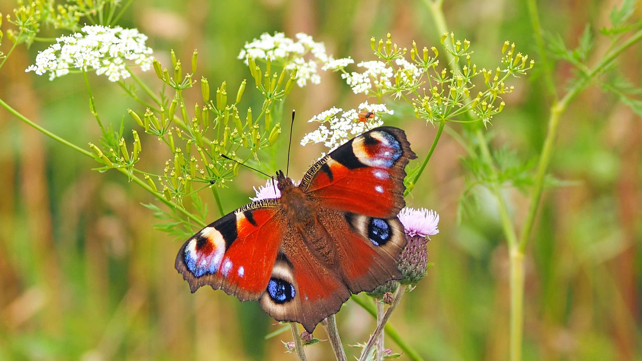 Close-up of butterfly perching on flower