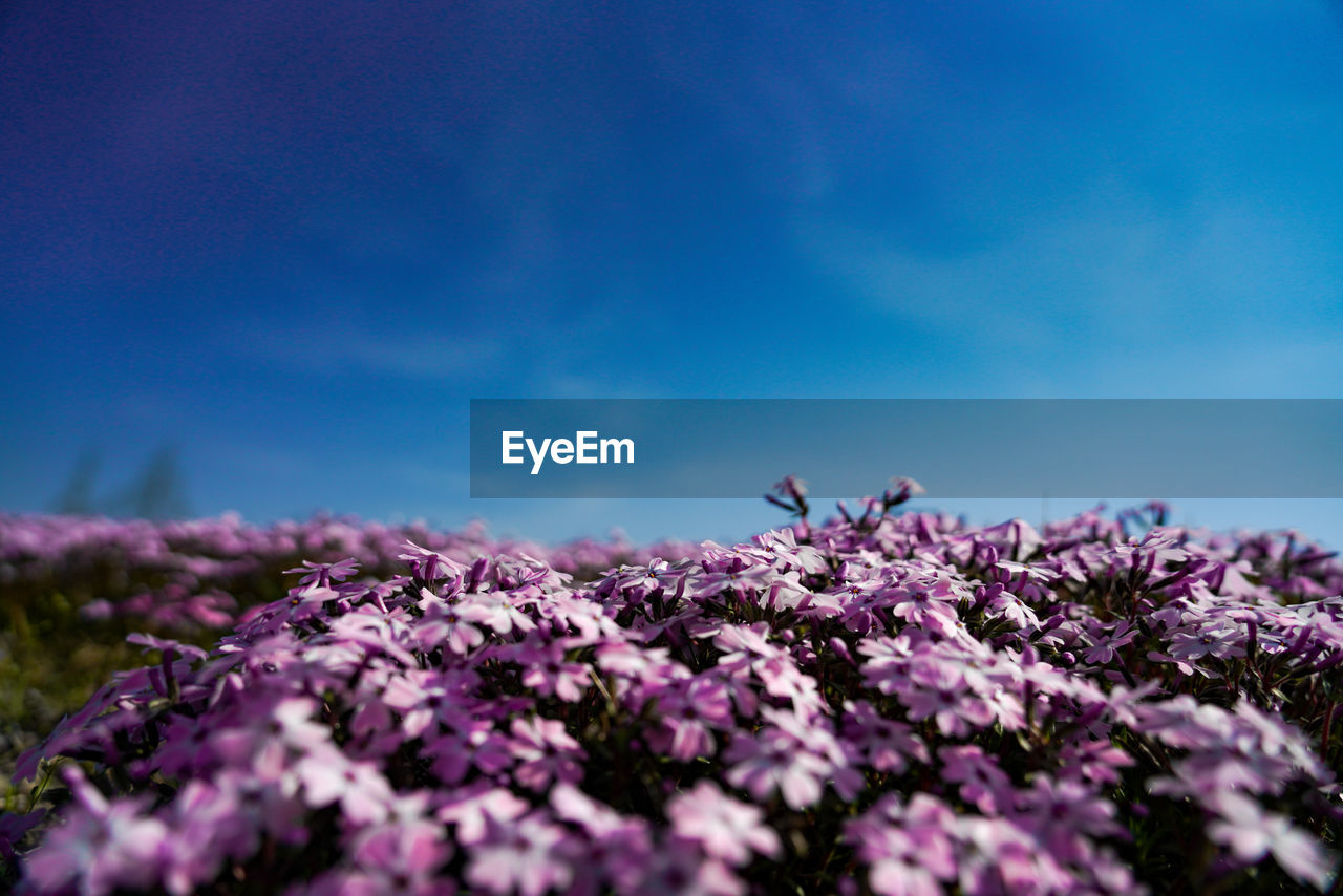 Close-up of purple flowering plant against blue sky