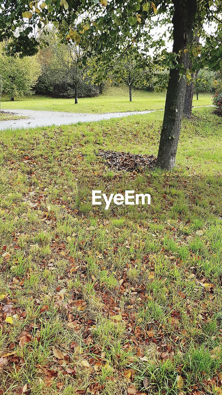 GREEN TREE ON FIELD