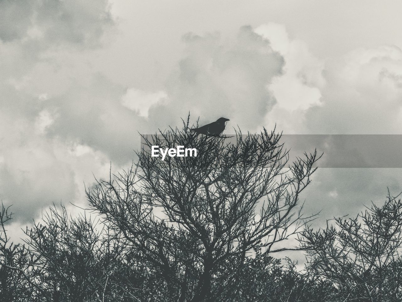 LOW ANGLE VIEW OF TREES AGAINST CLOUDY SKY