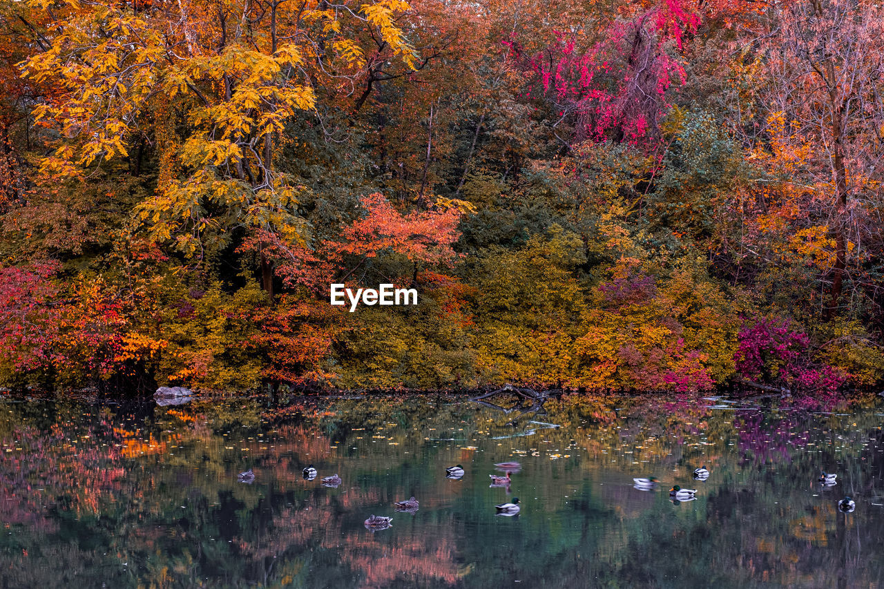 REFLECTION OF TREES IN LAKE