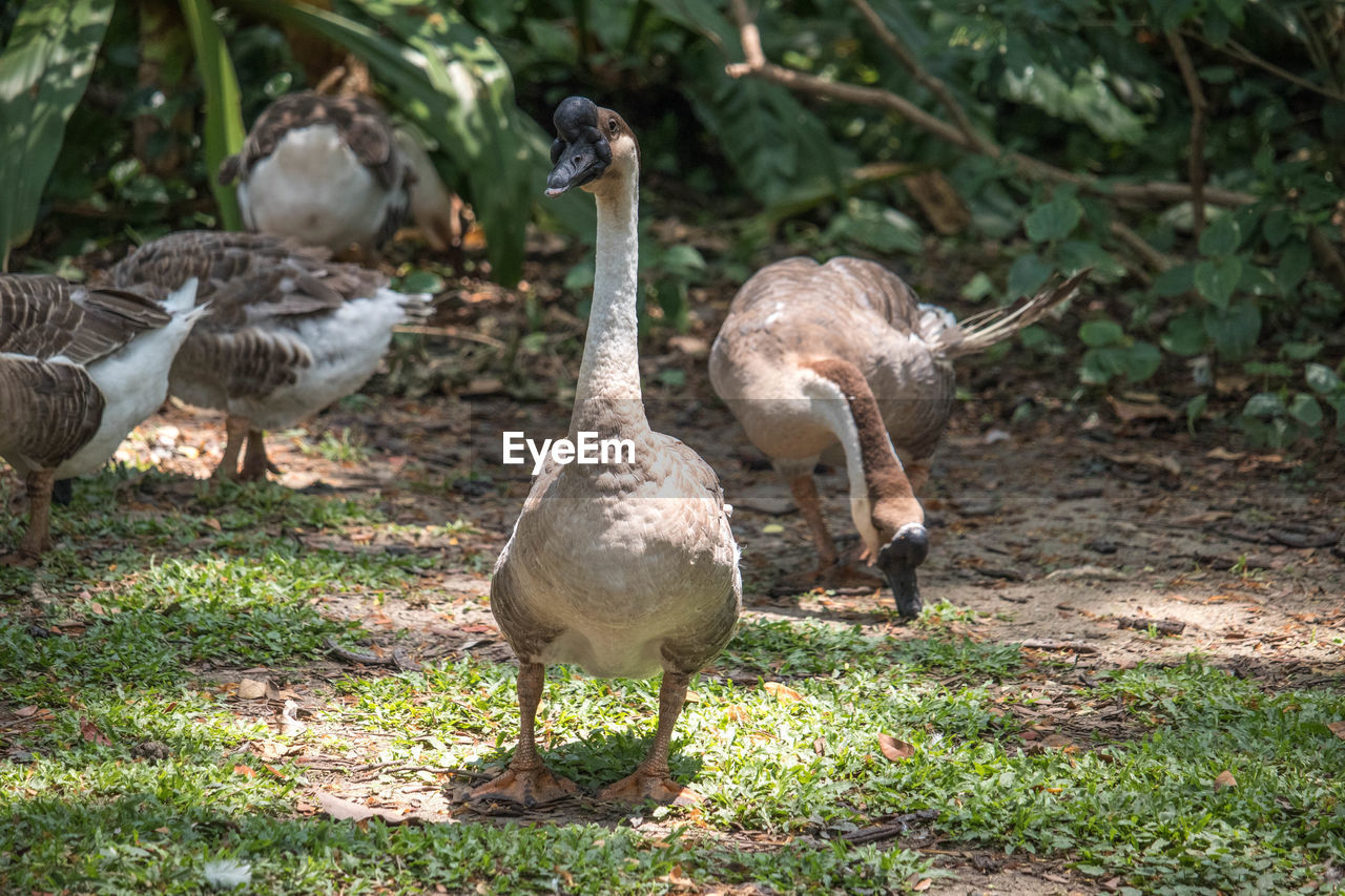 high angle view of geese on field