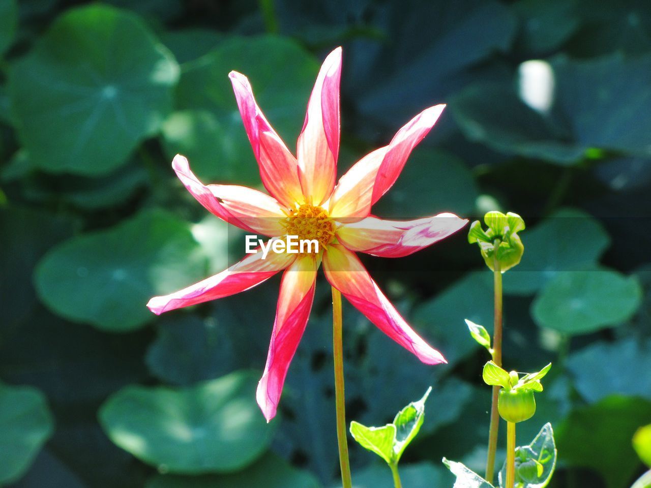 Close-up of pink flower