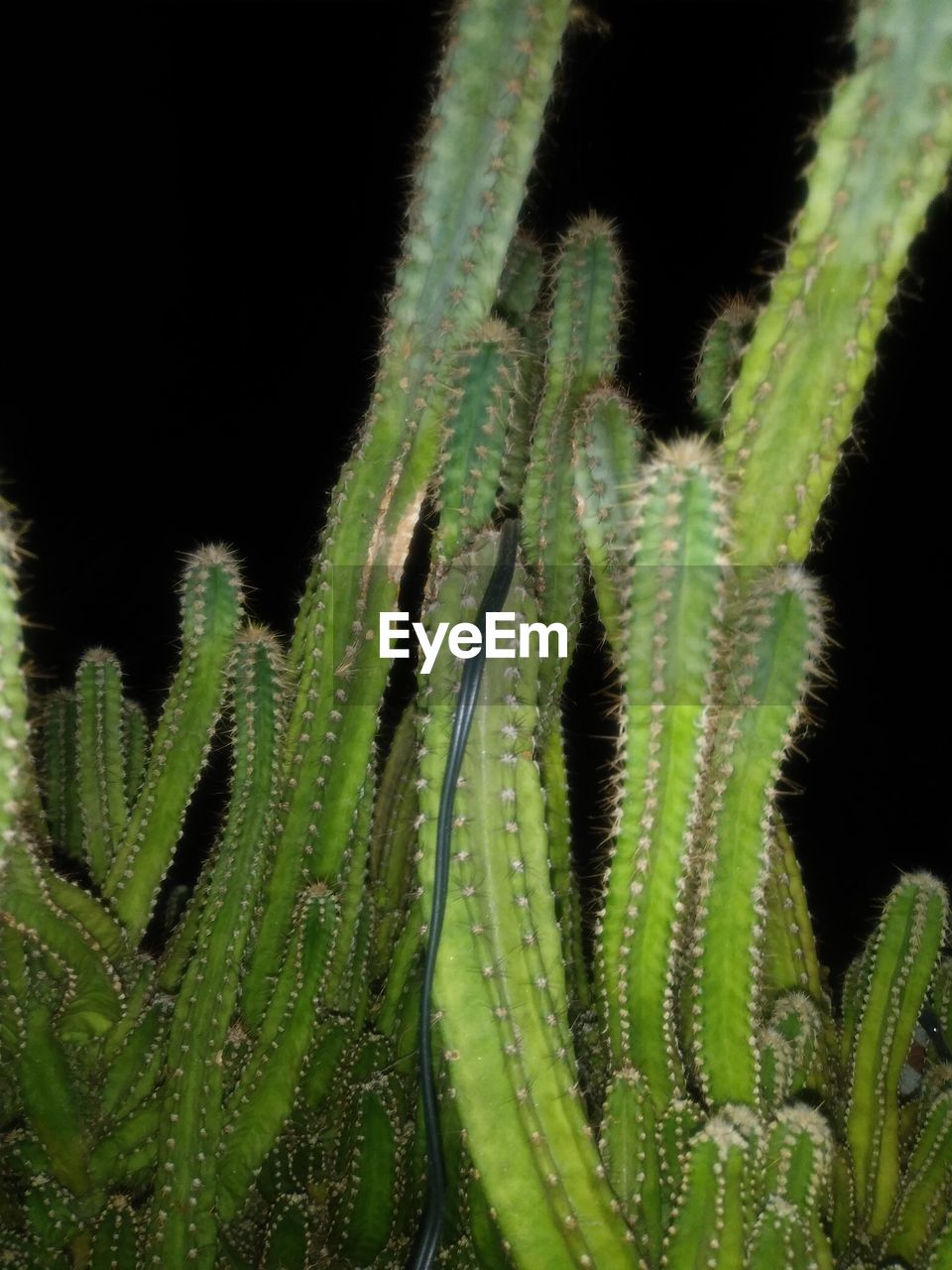 CLOSE-UP OF SUCCULENT PLANT DURING BLACK BACKGROUND