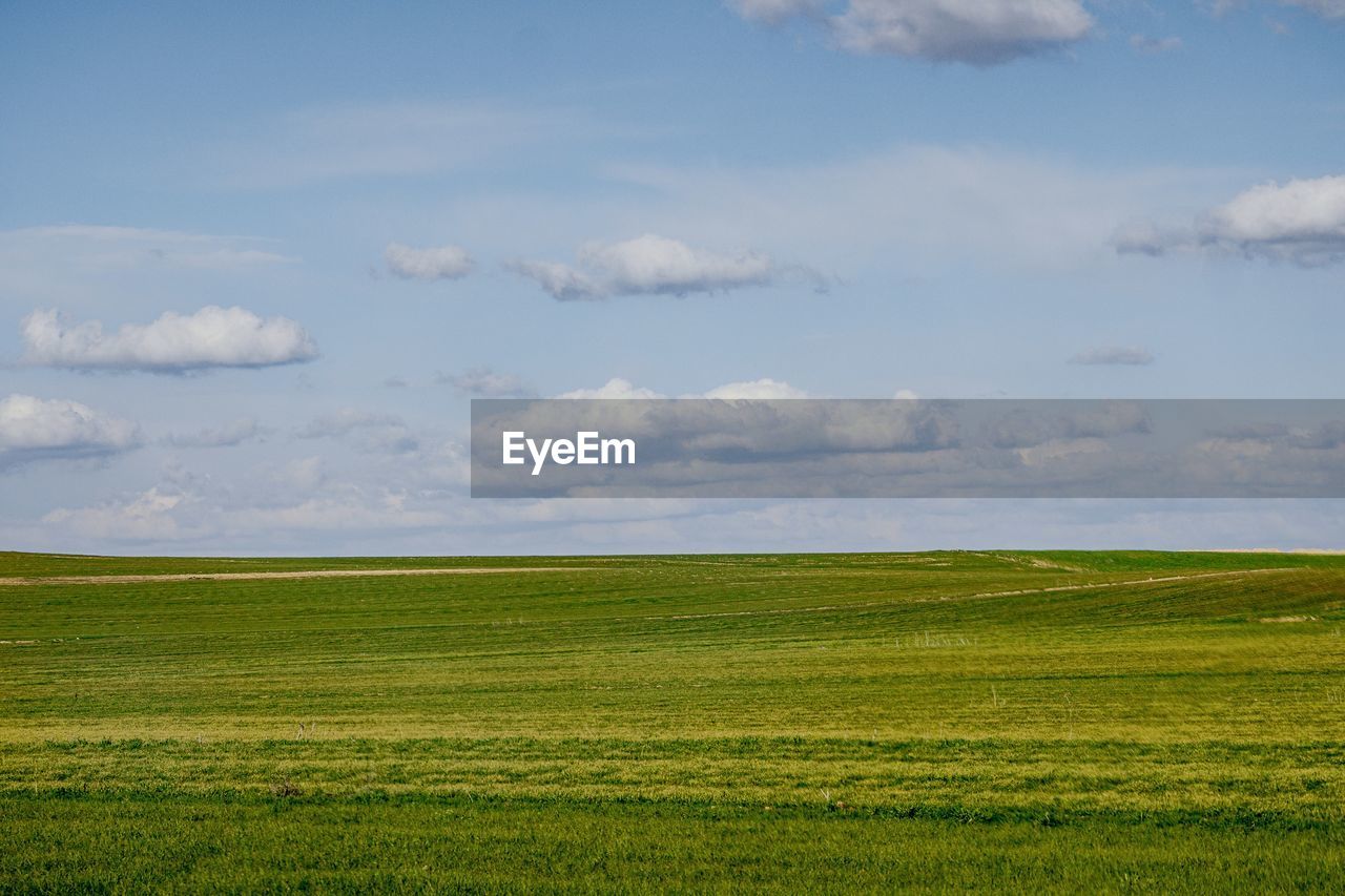 sky, horizon, plain, landscape, grassland, environment, field, cloud, plant, land, beauty in nature, green, scenics - nature, nature, natural environment, grass, pasture, prairie, agriculture, tranquility, steppe, tranquil scene, hill, rural scene, rural area, no people, day, meadow, growth, horizon over land, outdoors, non-urban scene, rapeseed, idyllic, crop, sunlight, plateau, farm, blue