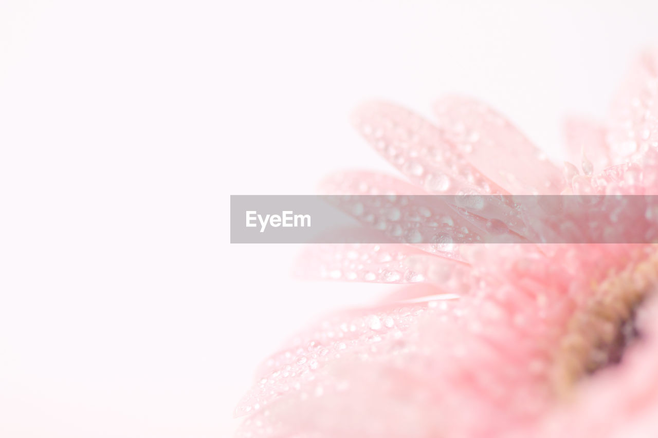 CLOSE-UP OF WATER DROPS ON PINK FLOWER