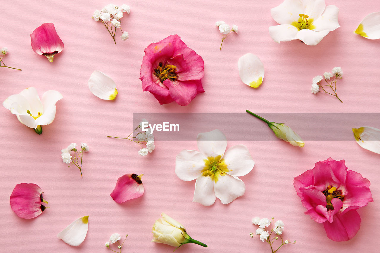 High angle view of pink orchid flowers