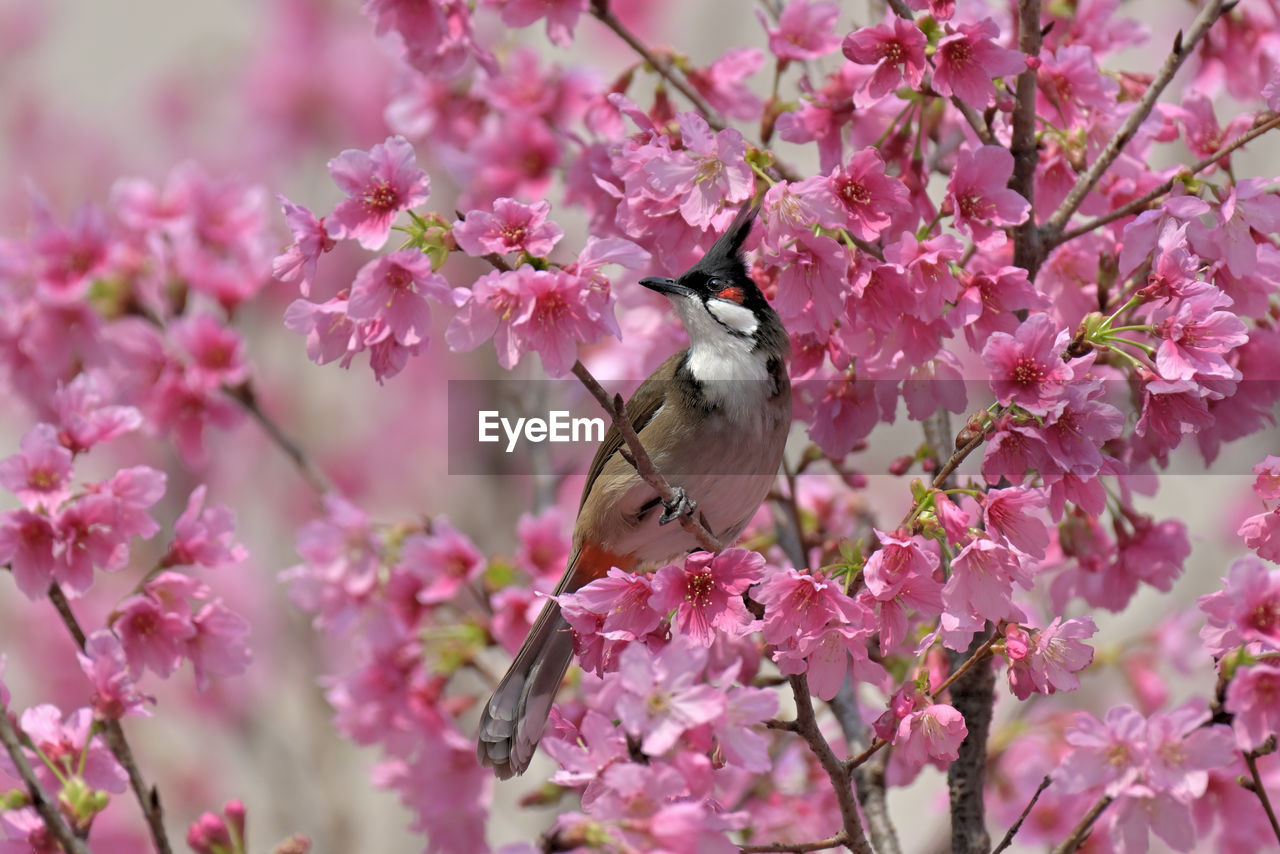 Close-up of bird perching on flower