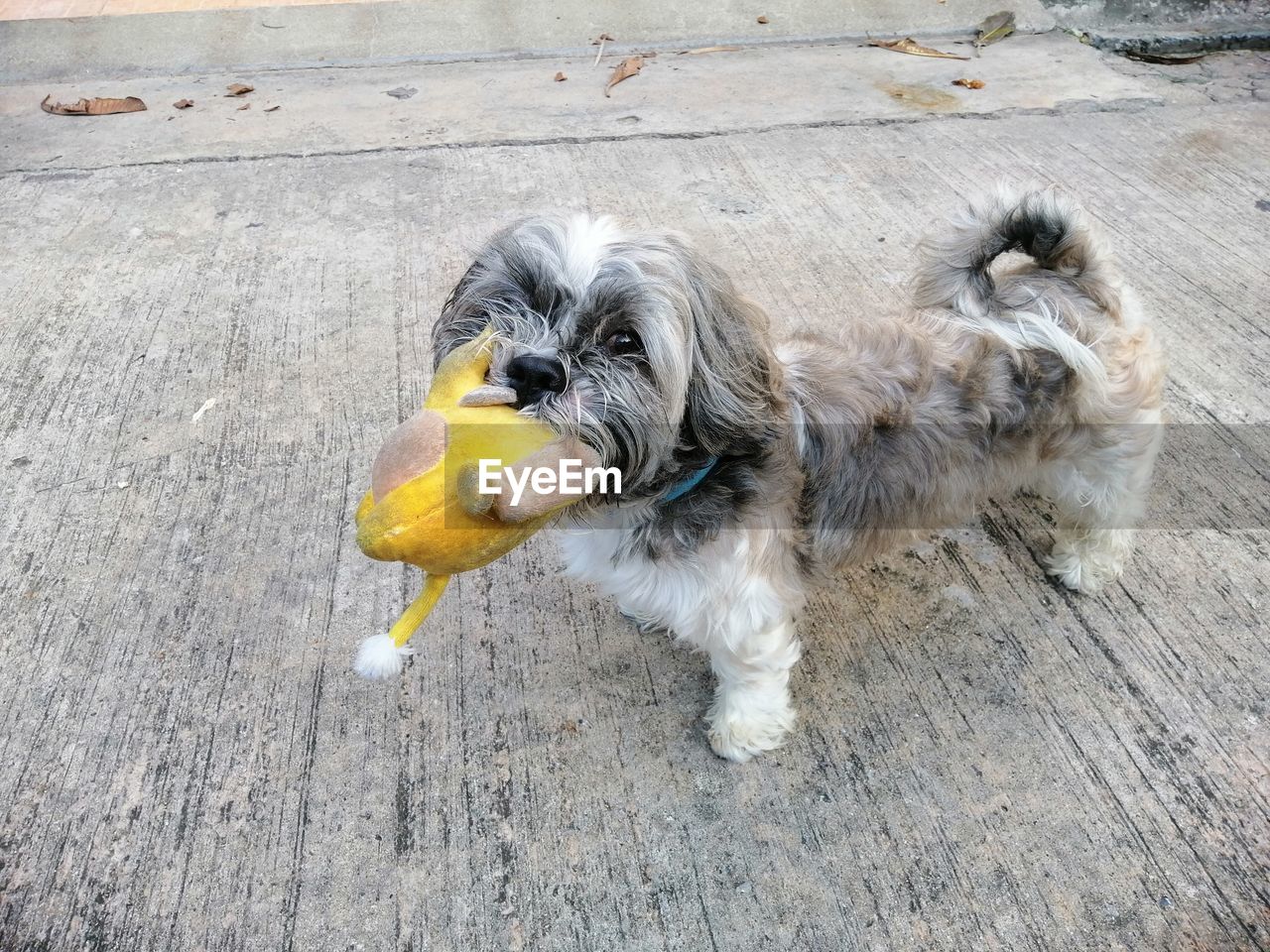 HIGH ANGLE VIEW OF DOG ON STREET