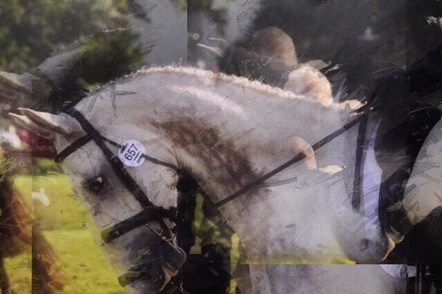 CLOSE-UP OF HORSE IN ZOO