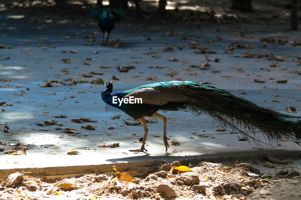 VIEW OF BIRDS IN LAKE