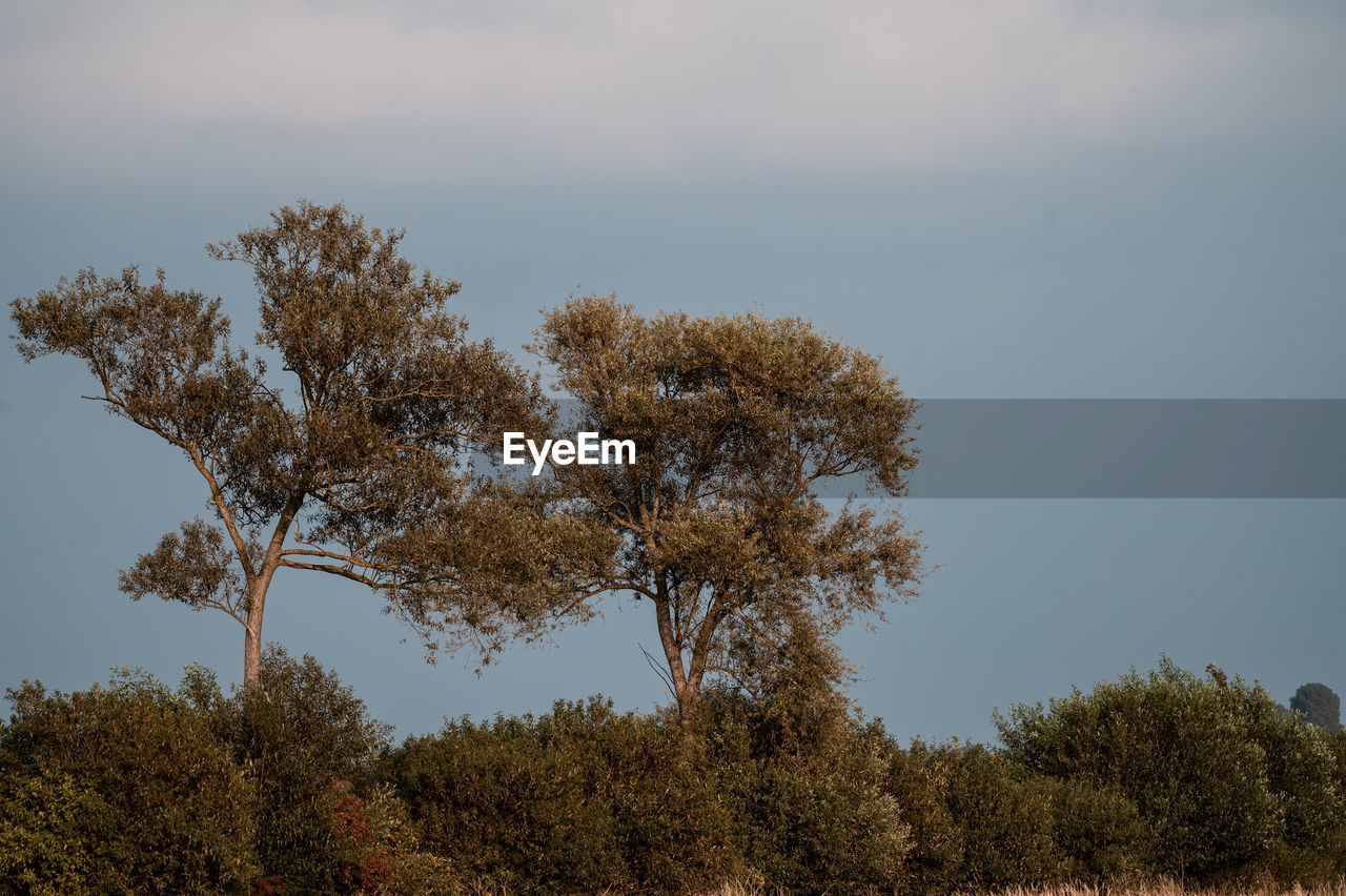 tree, nature, plant, sky, landscape, environment, beauty in nature, no people, grass, leaf, autumn, morning, land, scenics - nature, cloud, growth, tranquility, rural area, hill, outdoors, non-urban scene, tranquil scene, animal wildlife, pinaceae, savanna, pine tree, coniferous tree, day, forest, flower