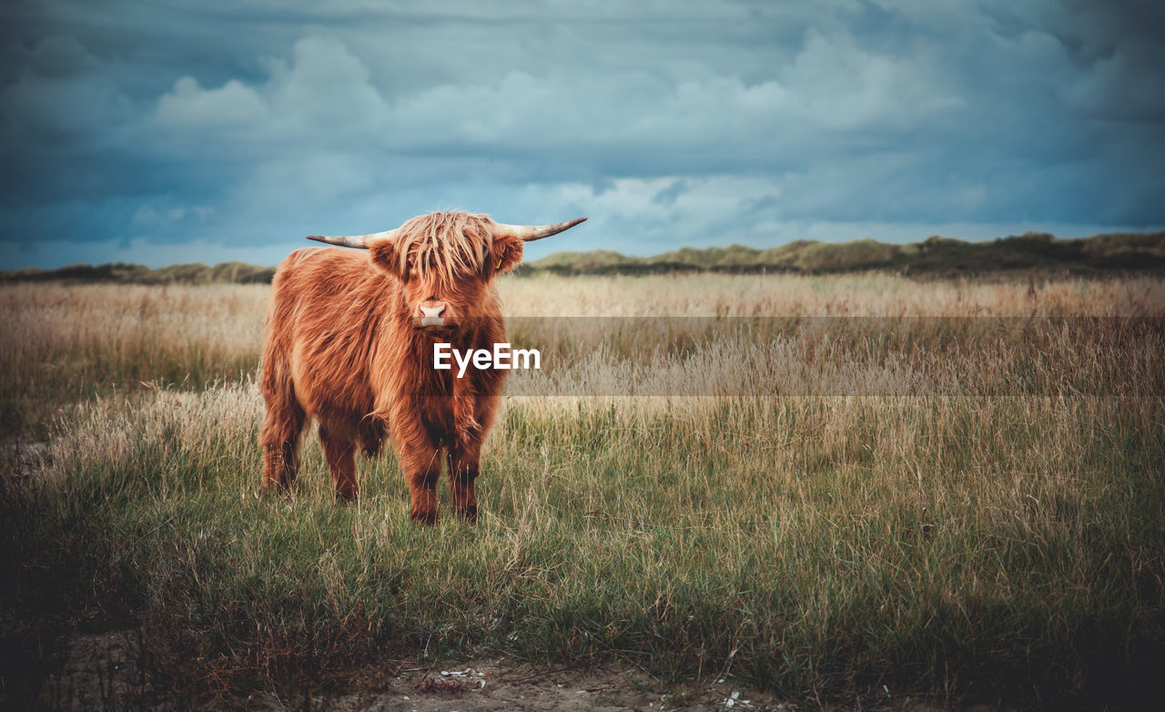 HORSE STANDING IN FIELD