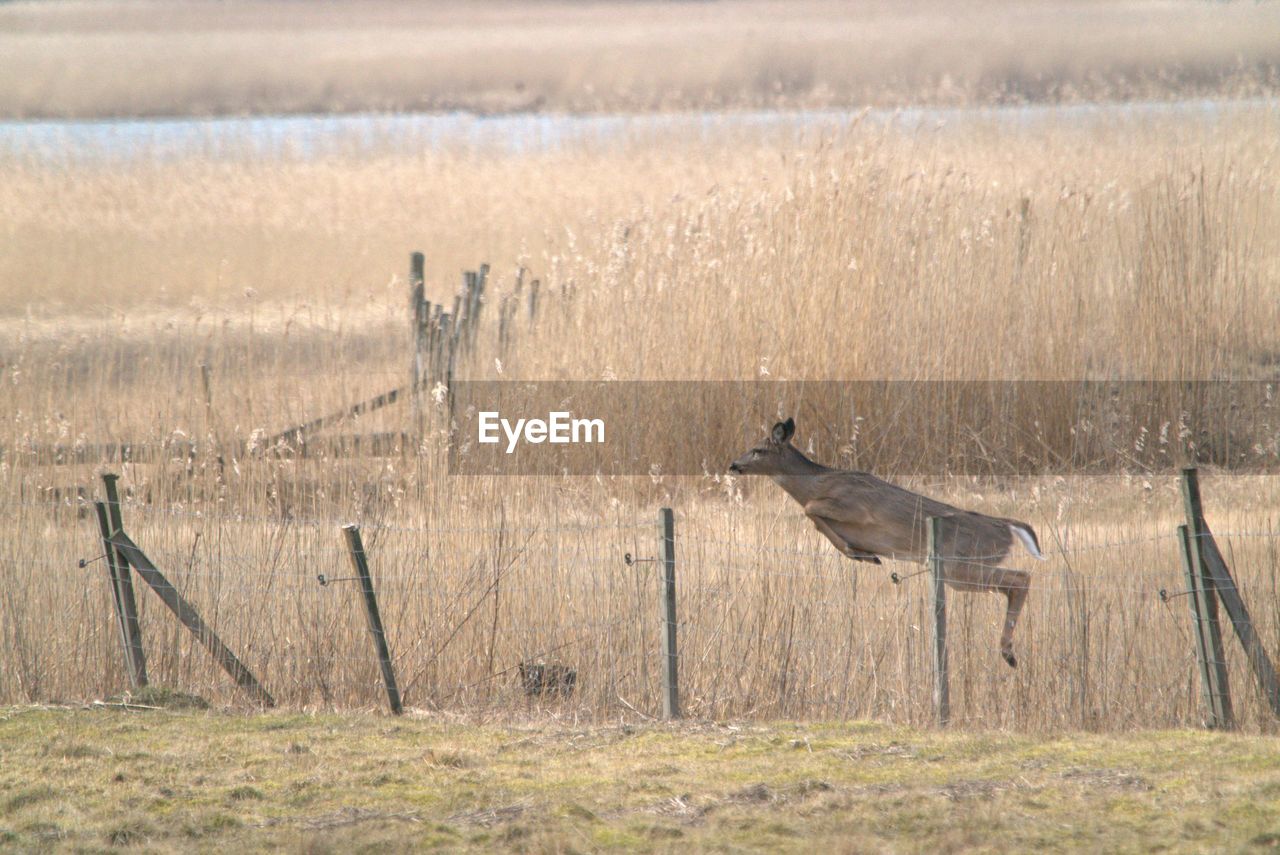 BIRDS IN THE FIELD