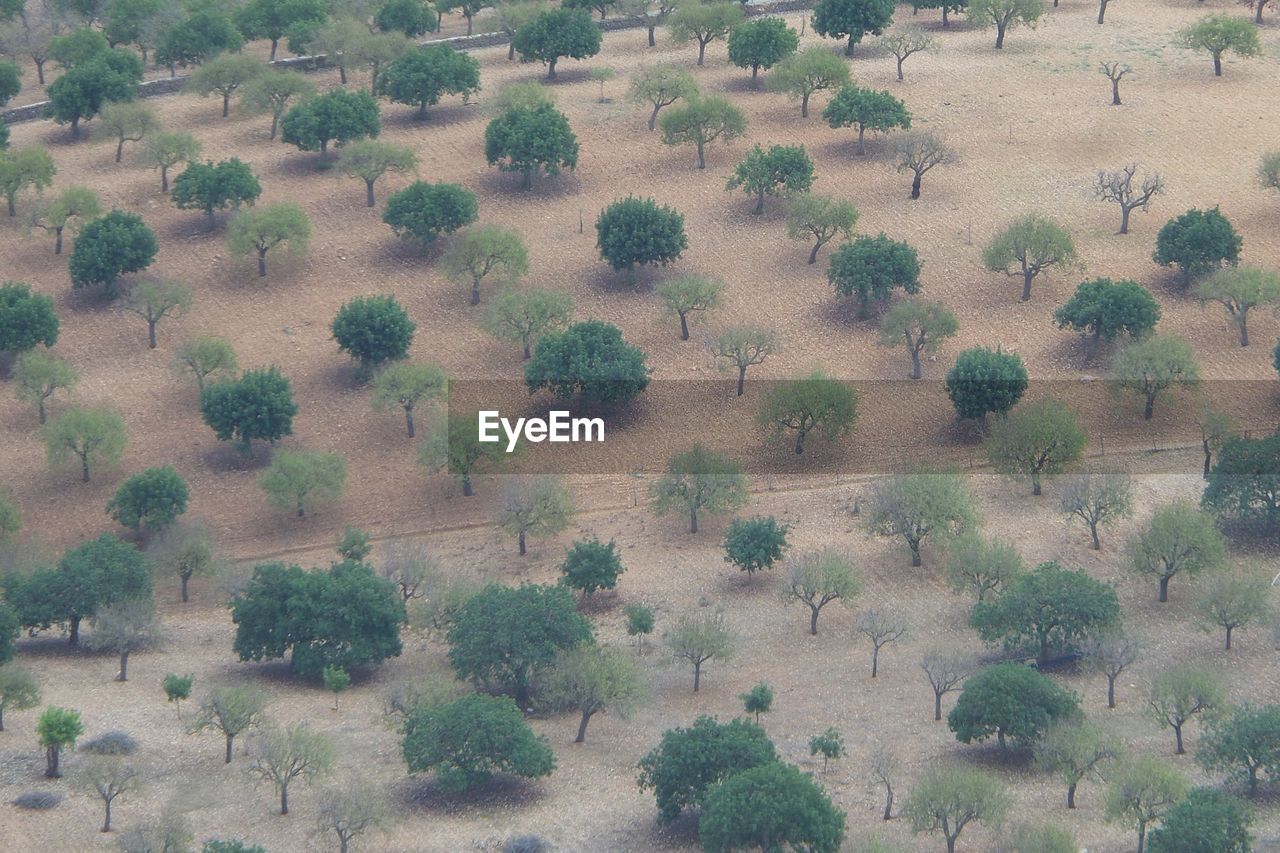 HIGH ANGLE VIEW OF HORSE ON FIELD