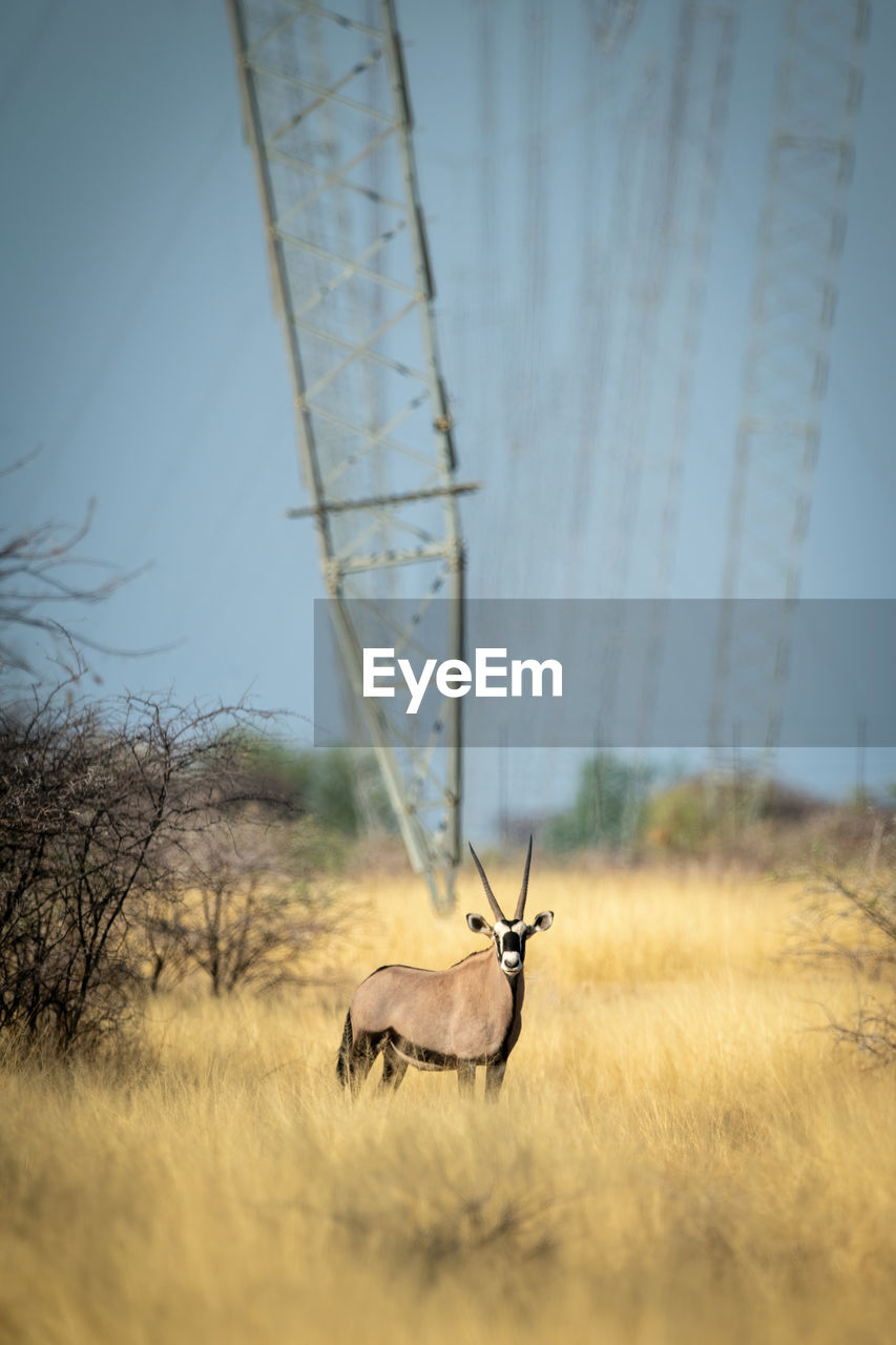 Gemsbok stands in grass by electricity pylons