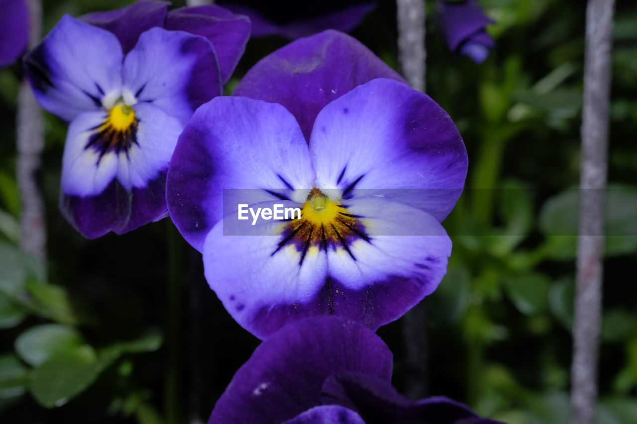 Close-up of purple flower