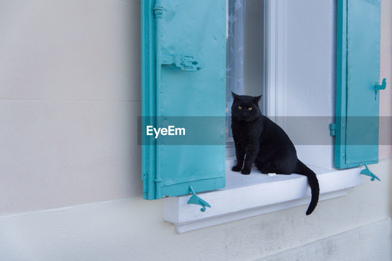 Portrait of black cat sitting on window