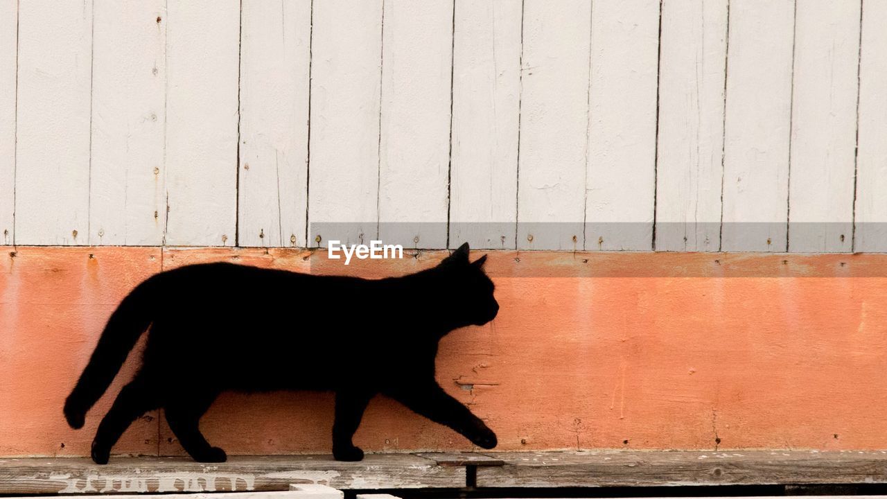 Cat walking against wooden wall