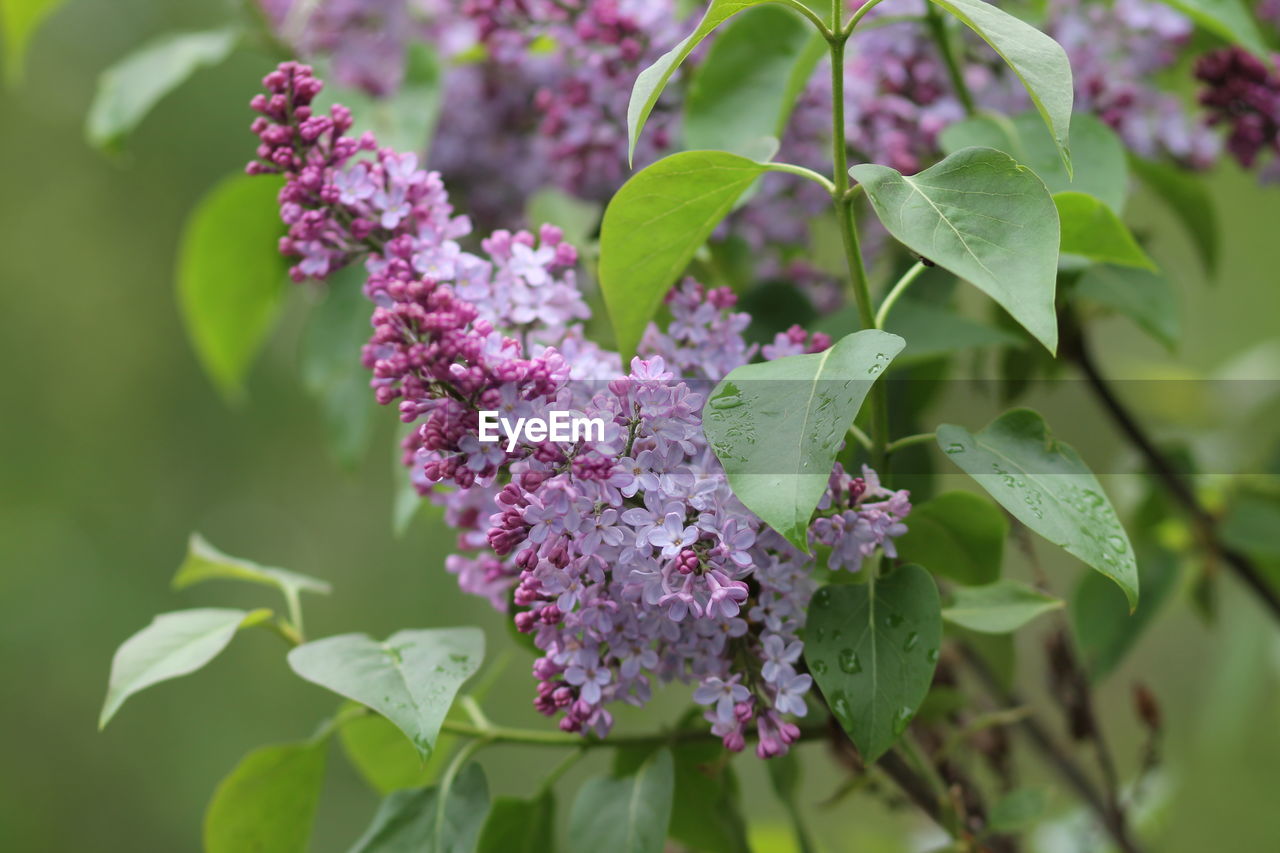 CLOSE-UP OF PURPLE FLOWERING PLANTS