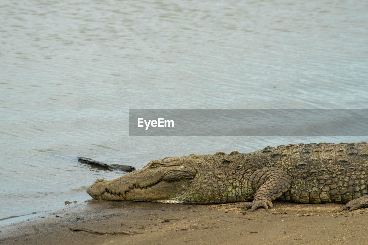 Crocodile resting at the lake in udawalawa national park, sri lanka