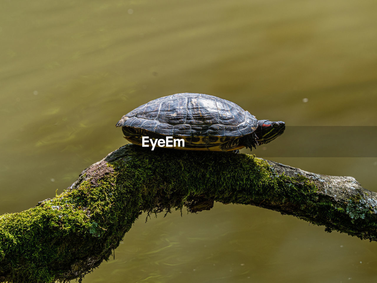 High angle view of turtle in lake