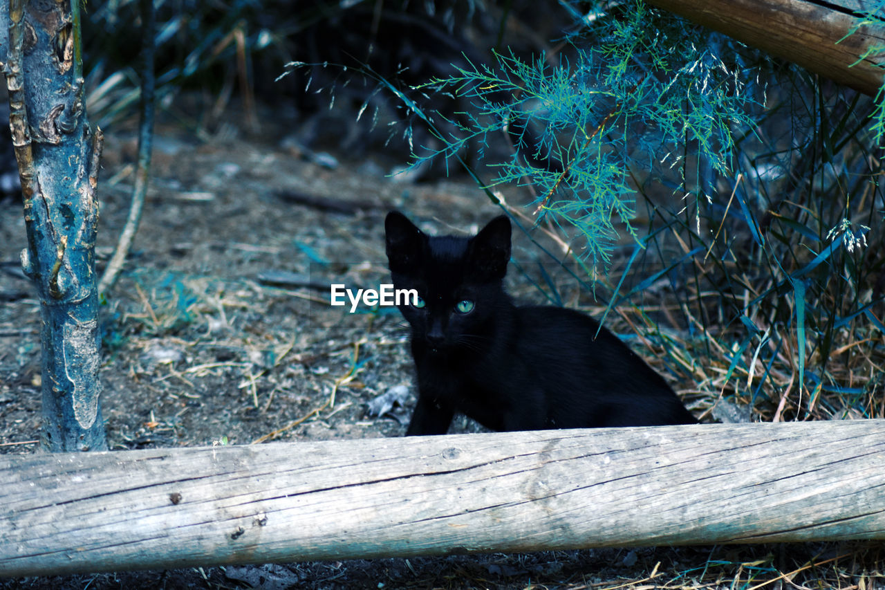 Portrait of black cat sitting on wood