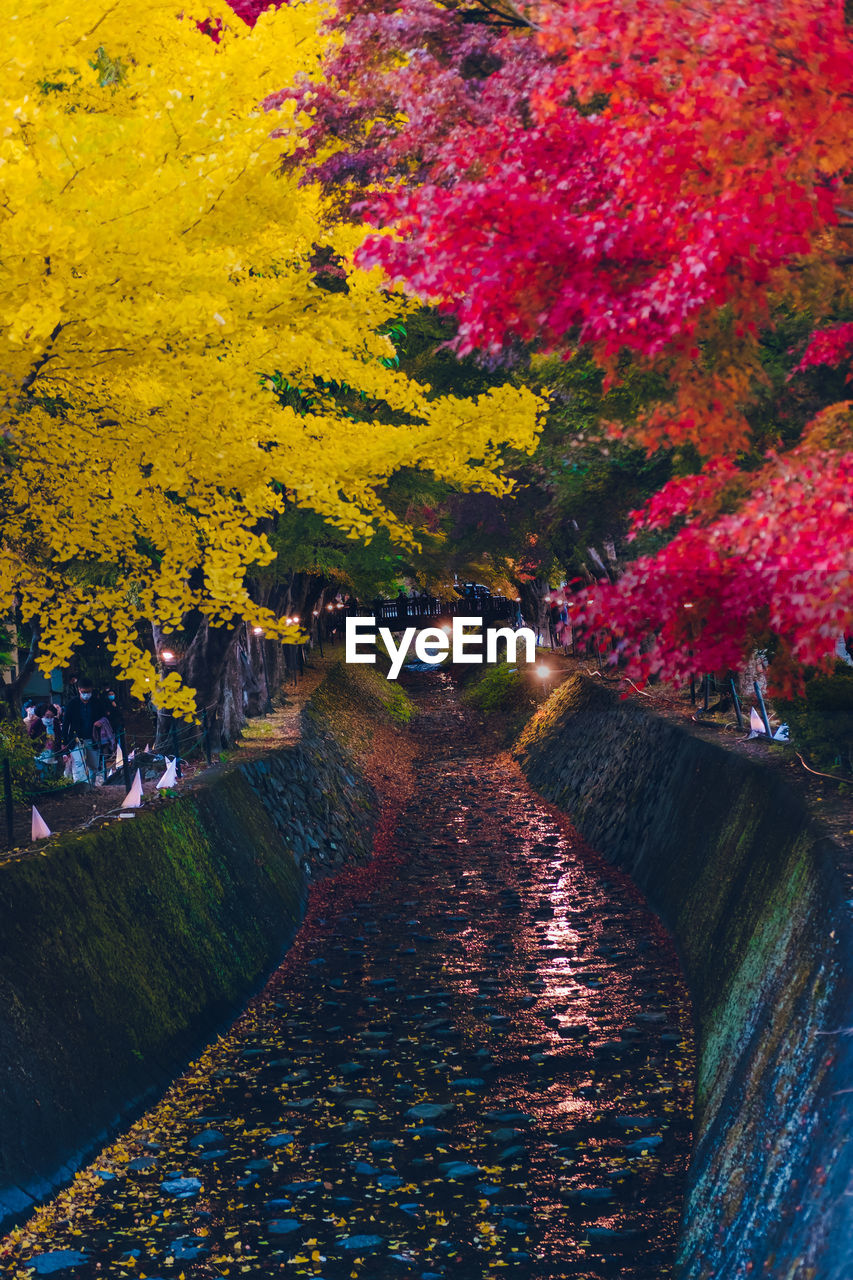 Footpath amidst trees during autumn