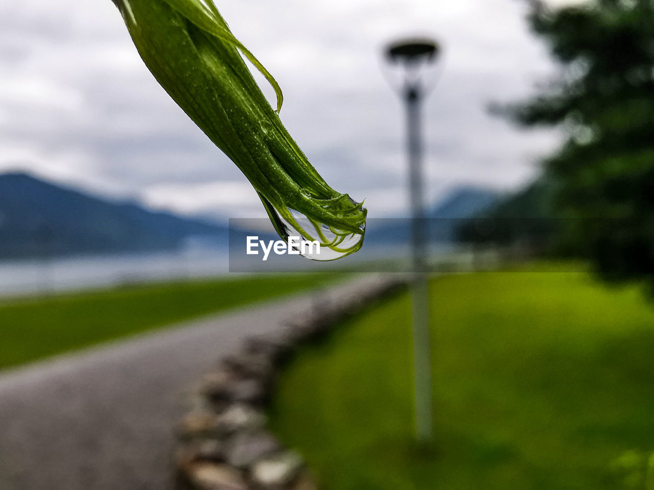 CLOSE-UP OF WATER DROPS ON LEAF