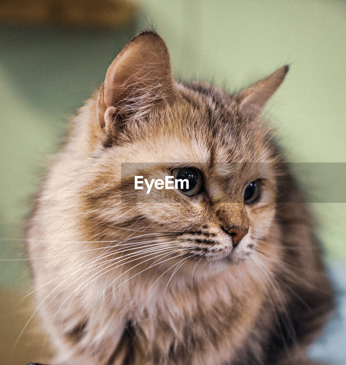 CLOSE-UP OF A CAT