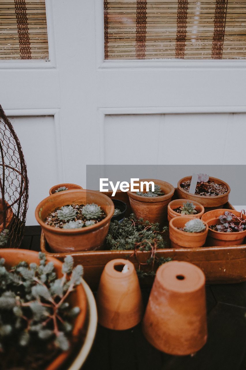 Cacti and succulents in terracotta pots