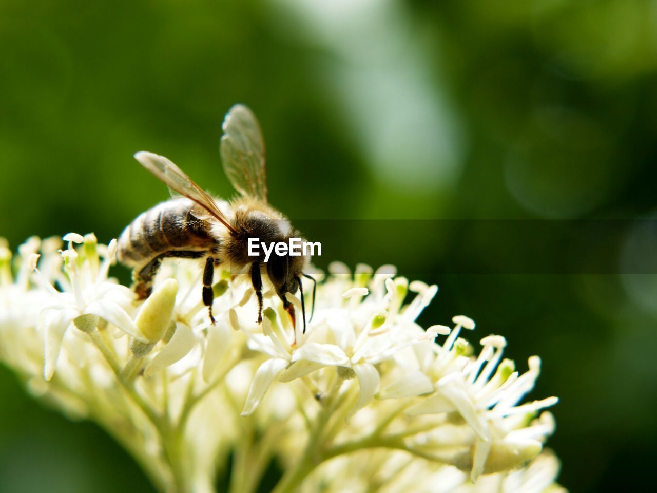 Close-up of honey bee on white flowers