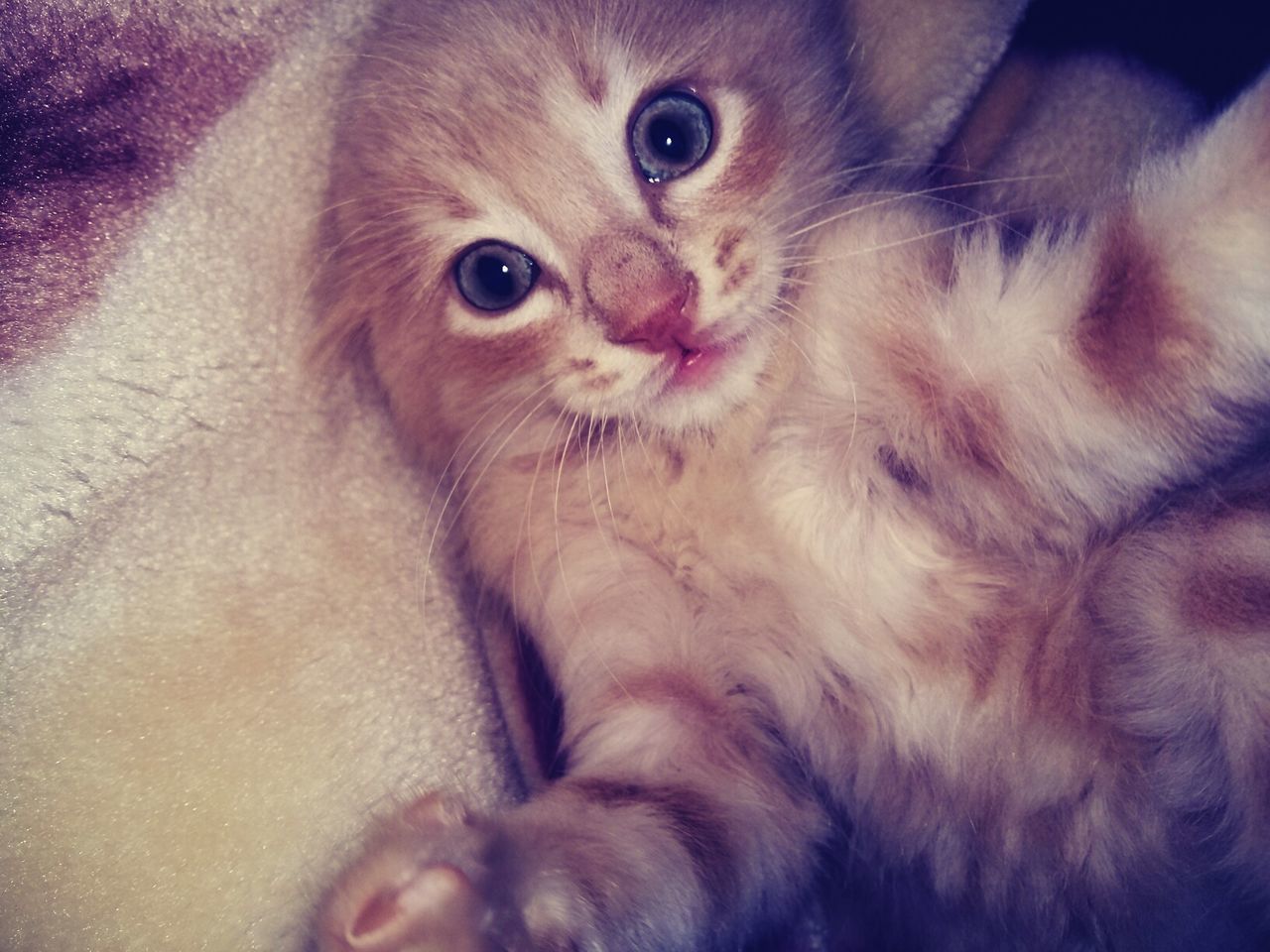 CLOSE-UP PORTRAIT OF CAT ON BLANKET