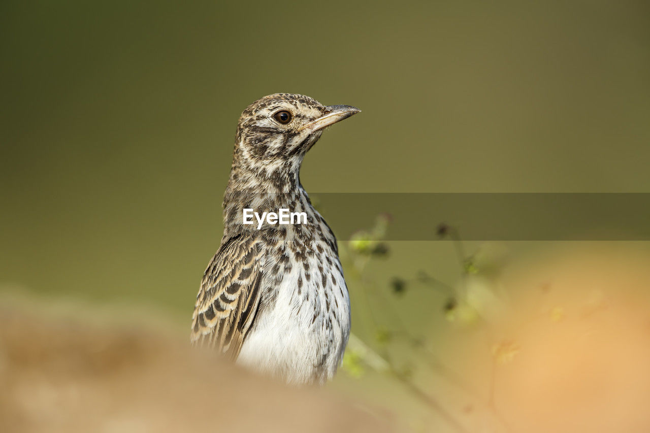 close-up of bird perching on branch