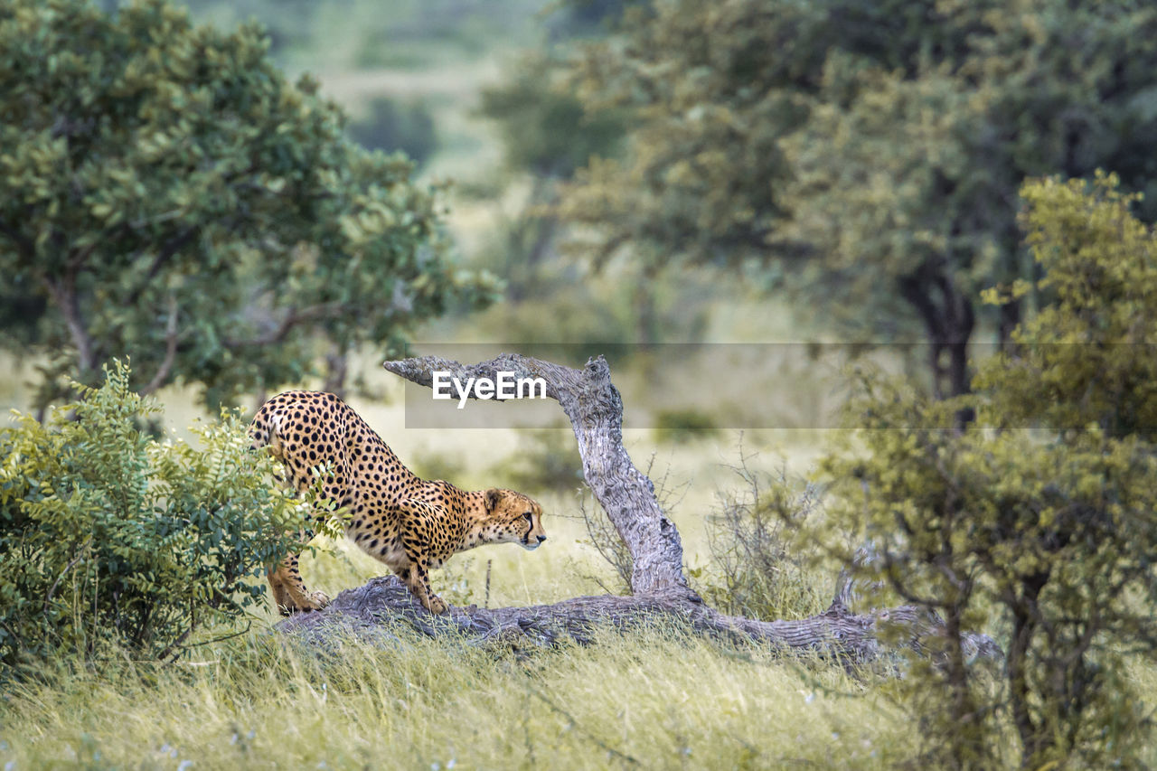 SIDE VIEW OF A CAT ON A TREE