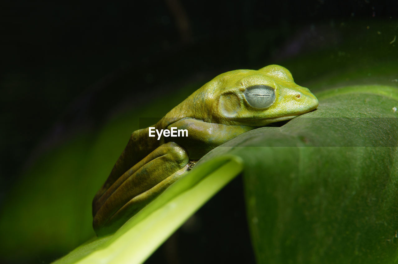 Close-up of frog on leaf against blurred background