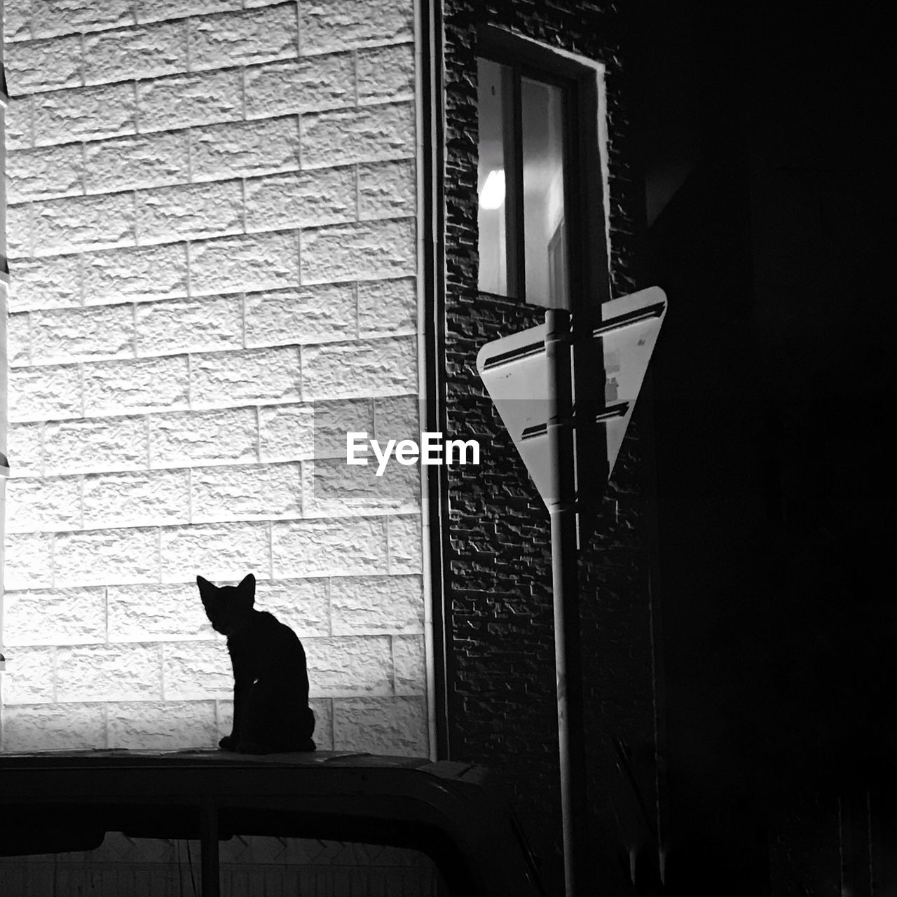 CAT SITTING ON WALL AGAINST WINDOW