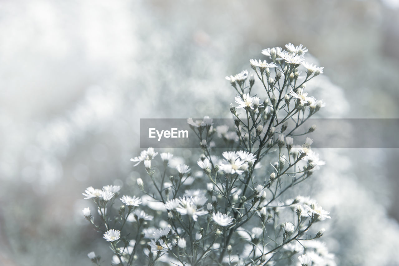 CLOSE-UP OF SNOW COVERED PLANTS