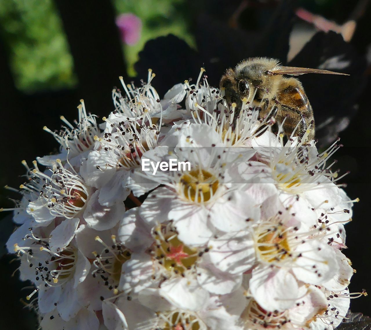 CLOSE-UP OF HONEY BEE ON WHITE FLOWERS